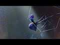 Legs Luiciano Official Teaser Trailer