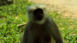 Langur’s on the way to Kedarnath Wildlife Sanctuary