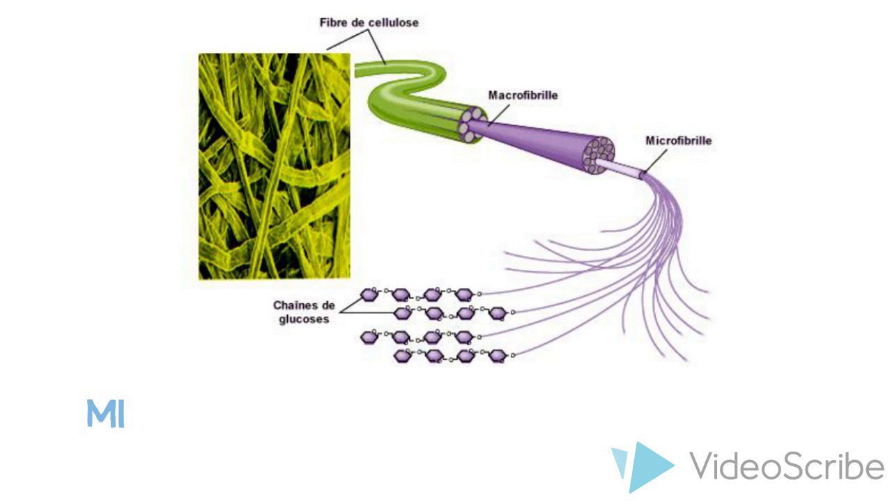 Cellulose Polymer Assignment