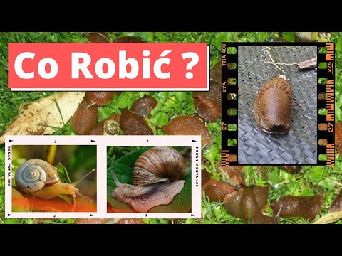 Ślimaki nierówna walka, jak ją wygrać?