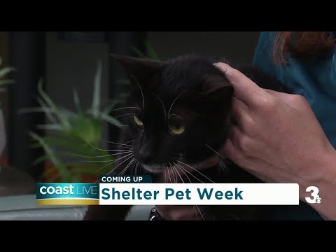 Vbspca On Coast Live