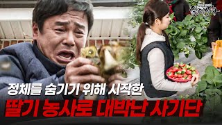 Download lagu '이게 돈이 얼마야?' 위장 딸기 농사로 엄청난 수익을 올린 사기 도박단?? | [다시보는 실제상황 레전드] mp3