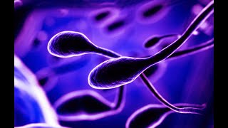 GAMETOGENESIS - SPERMATOGENESIS - OVOGENESIS