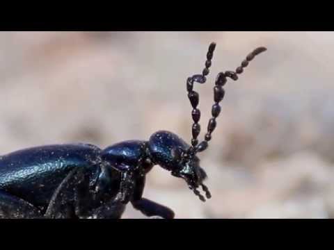 Fantastische Tiere - Der skurile Maiwurm (Ölkäfer), NATURVIDEO