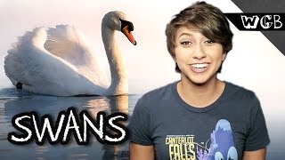 Swans Remember Their Enemies
