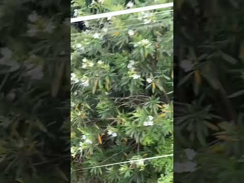 キョウチクトウのさやの使い方 種子 ガーデンポット 植栽 植物 低木 ケア 豆のヒント 庭師