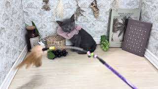 ロシアンブルーの動画01