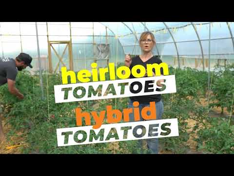 HOW TO SUCKER TOMATOES