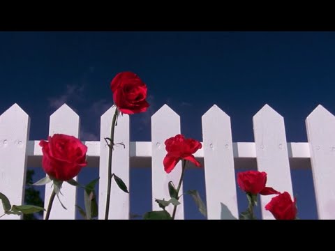 Sage Avalon - Amy in the White Coat [Bright Eyes Cover]