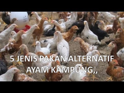 Palu grosir membeli Thor Apakah Viagra membantu mereka yang tidak memiliki potensi