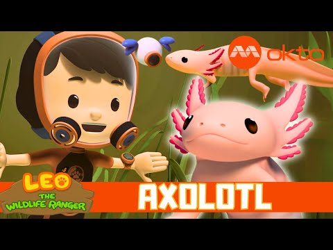 SAVING AXOLOTLS from POLLUTED WATERS 🐸💧🌿| Leo the Wildlife Ranger Spinoff S6E19 | @mediacorpokto