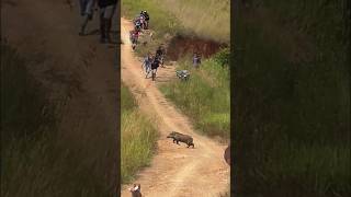 Download lagu Momen tegang saat babi super besar melintasi jalanan mp3 Download lagu Momen tegang saat babi super besar melintasi jalanan mp3