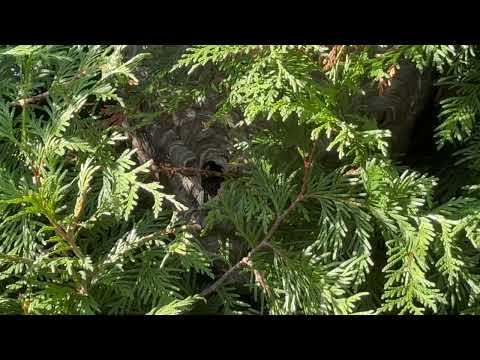 Bald-Faced Hornets Are Experts at Hiding in Colts Neck, NJ