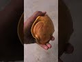 VILLAGE RARE TURTLE Turtlelover Turtles Tortoise Turtle Turtledoves