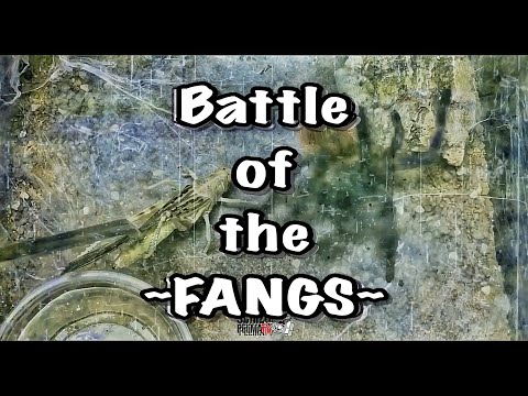 The first Battle of the fangs 🏆