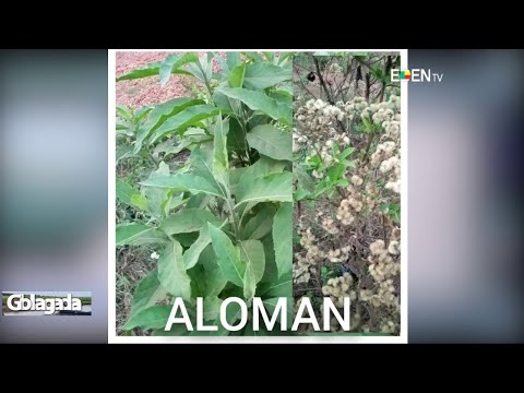 Les vertus de ALOMAN | Nuyendévo