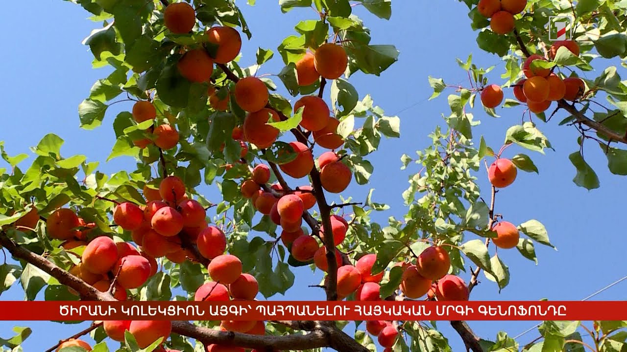 Ծիրանի կոլեկցիոն այգի՝ պահպանելու հայկական մրգի գենոֆոնդը