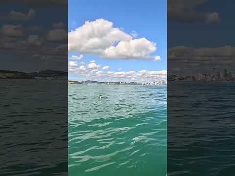A cute penguin in Auckland #penguin  #kayaking #surfskilife #auckland