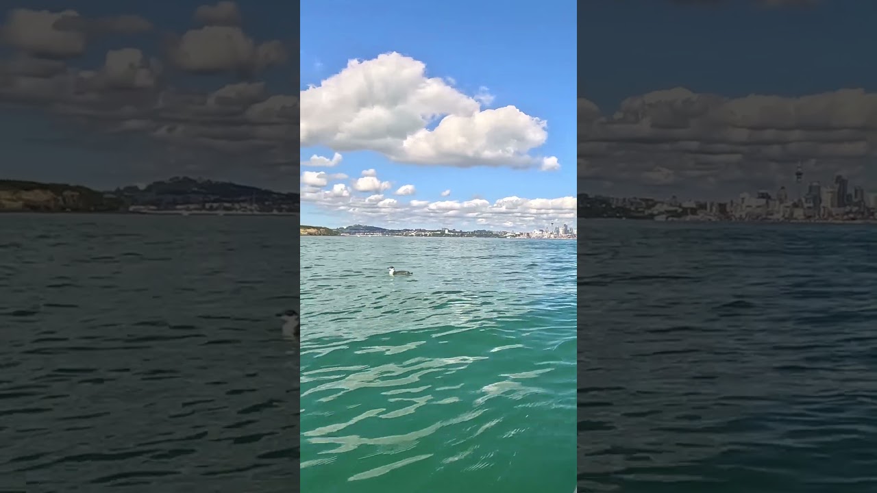 A cute penguin in Auckland #penguin #kayaking #surfskilife #auckland