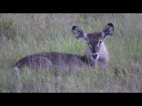 Djuma: Waterbuck youngster resting while mom is grazing - 17:40 - 04/20/2023