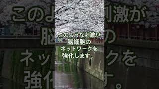 一生モノの脳！同じ道ばかり歩く習慣を今すぐ捨てるべき理由  #癒やし #60歳代 #認知症予防  #雑学 #若い頃 #シニアライフ  #名言 #40代ショート #健康習慣   #よりよい生き方へ