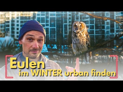 Eulen im Wald, NEIN! Urban kann man sie finden. Wie? Erkläre ich dir...