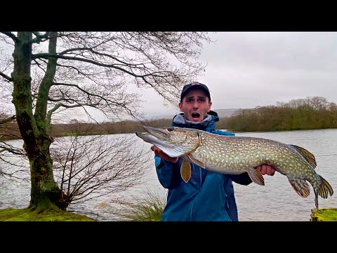 ❄️ Winter Pike Fishing - Lure Fishing a CARP LAKE (So many fish!)