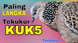 Download lagu Suara burung tekukur kuk 5 paling langka - full gacor mp3