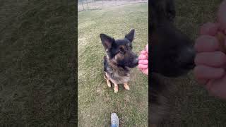 Video preview image #1 German Shepherd Dog Puppy For Sale in Rootstown, OH, USA