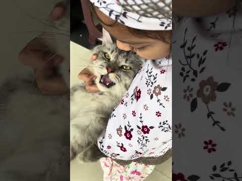 Persian cat Maria favourite #Hamid technical