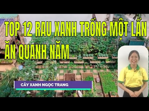 , title : '|Cây-Xanh-Ngọc-Trang| Top-12-loại-rau-xanh-trồng-một-lần-ăn-quanh-năm |rau-củ-quả| |rau-sạch|'