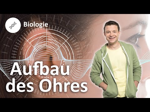 Aufbau des menschlichen Ohres – Biologie | Duden Learnattack