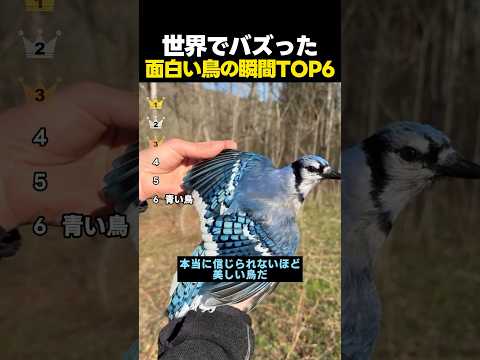 世界でバズった面白い鳥の瞬間TOP6