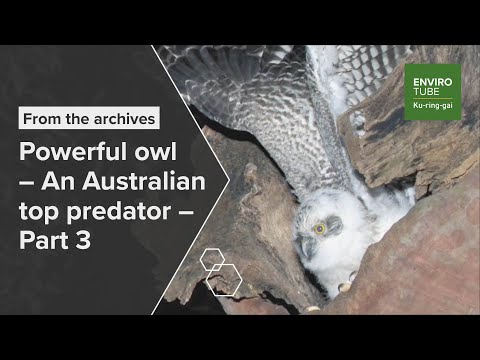 Powerful owl   An Australian top predator   Part 3
