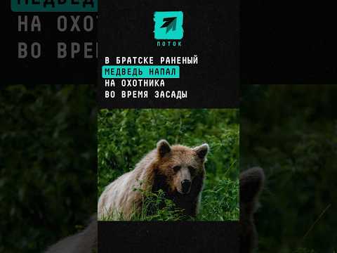 В Братске раненый медведь напал на охотника во время засады #новости