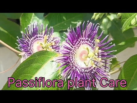 , title : 'Passiflora plant care|| passion flower growing tips & propagation|| beautiful vine grow in ur garden'