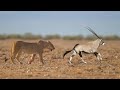 Lion Attack Oryx In The Wild Wild Animals Attack
