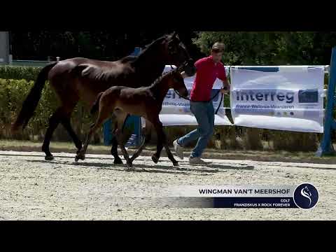 Wingman van't Meershof