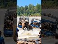 Great Elephant Evacuates Truck Loaded With Cows Stuck In River