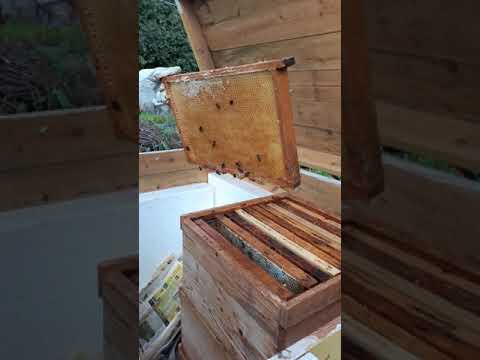 Biodlare gör bina redo för vintern!