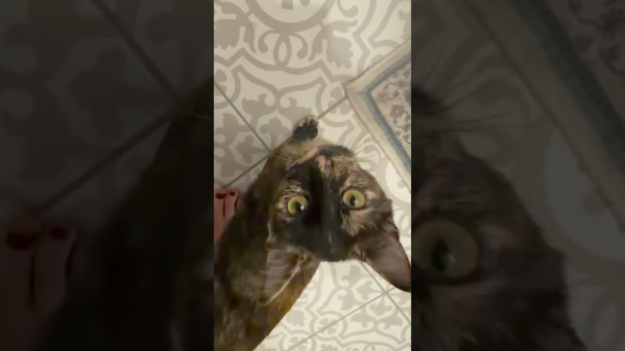 Enlarge Rumi, an adopted mixed breed in Houston, TX video 6/6