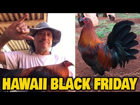 HAWAII Beautiful Black Birds Eddison Kupakei Reyes Farm