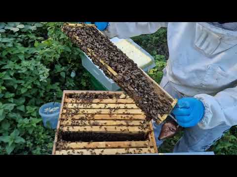 Evaluarea coloniilor pentru iernarea stupului MER, practica mea. Verificare infestare varoua.