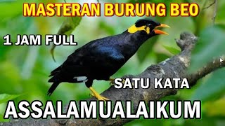 Download lagu Masteran Burung Beo Assalamualaikum Satu Kata Full Satu Jam mp3
