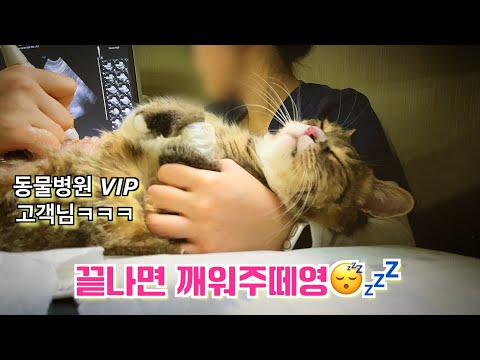 선생님이 몸무게 공개하자 억울하다며 울음 터뜨린 고양이