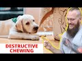 How To Stop Destructive Chewing In Dogs And Puppies