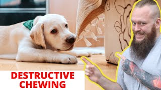 How To Stop Destructive Chewing In Dogs And Puppies