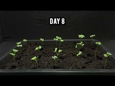 How NOT to Grow Radish – A Glorious Fail 🌱💀 #timelapse #radish #plantfail #gardening