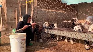 Download lagu نساء الصحراء: قوةٌ تولَد من الرمل والنار- اضغط اشتراک وادخل عالم البادیة mp3 Download lagu نساء الصحراء: قوةٌ تولَد من الرمل والنار- اضغط اشتراک وادخل عالم البادیة mp3