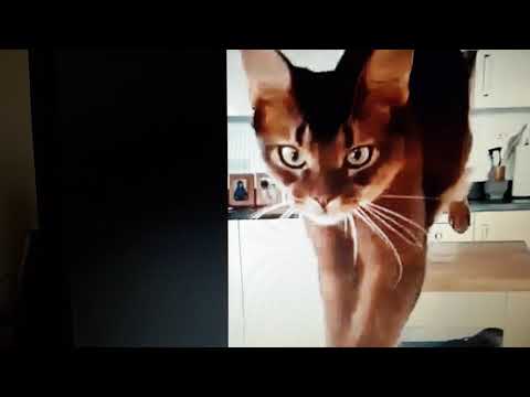 🥚 🐣 🍳  wasshile!,and akeil. kaddour. zaher 1985(4)